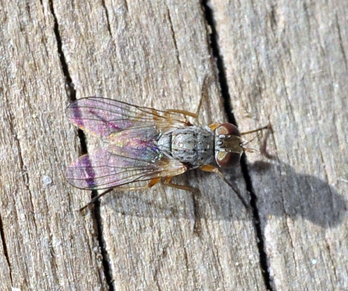 Coenosia attenuata