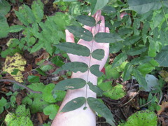 Wisteria floribunda