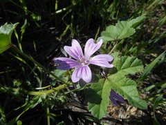 Malva sylvestris