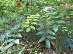 Wisteria floribunda