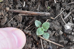 Veronica arvensis