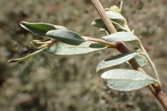 Atriplex amnicola