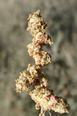 Atriplex amnicola