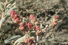 Atriplex amnicola
