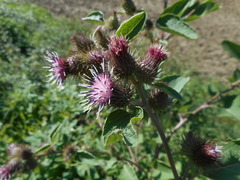 Arctium minus