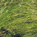 Horned Pondweed - Photo (c) Ron Vanderhoff, some rights reserved (CC BY-NC), uploaded by Ron Vanderhoff