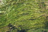 Horned Pondweed - Photo (c) Ron Vanderhoff, some rights reserved (CC BY-NC), uploaded by Ron Vanderhoff