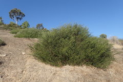 Acacia bivenosa