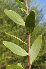 Acacia bivenosa