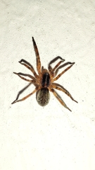 Scotina celans