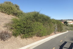 Acacia bivenosa