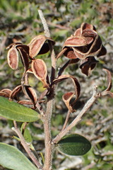 Acacia bivenosa