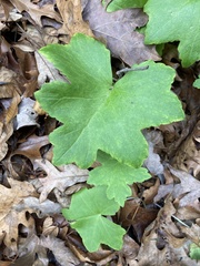 Hydrophyllum appendiculatum