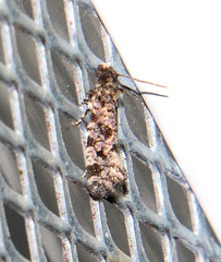 Amydria margoriella