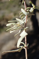 Atriplex amnicola