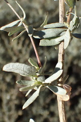 Atriplex amnicola