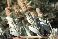 Atriplex amnicola