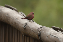 Lagonosticta rhodopareia