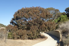 Eucalyptus spathulata spathulata