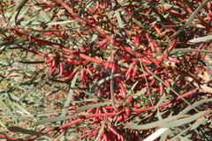 Eucalyptus spathulata spathulata