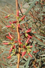 Eucalyptus spathulata spathulata