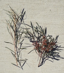 Eucalyptus spathulata spathulata