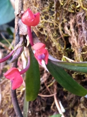 Maxillaria ruberrima