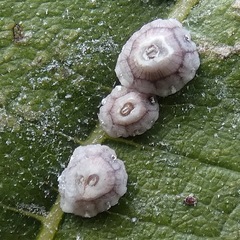 Ceroplastes rusci