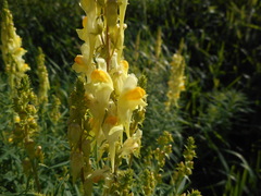 Linaria vulgaris
