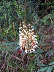 Epidendrum cylindraceum
