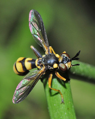Conops ceriaeformis