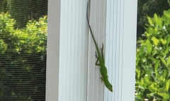Anolis carolinensis