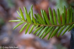 Taxus canadensis