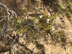 Hakea mitchellii