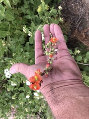 Sphaeralcea coulteri
