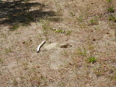 Urocitellus columbianus