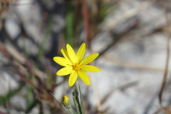 Pityopsis tracyi
