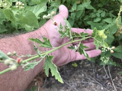 Sphaeralcea coulteri