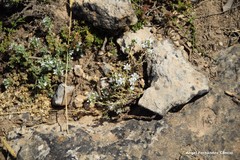 Arenaria vitoriana
