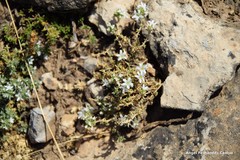 Arenaria vitoriana