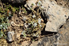 Arenaria vitoriana