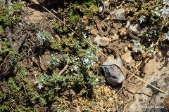 Arenaria vitoriana