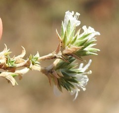 Arenaria vitoriana