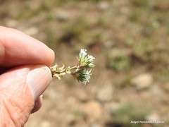 Arenaria vitoriana