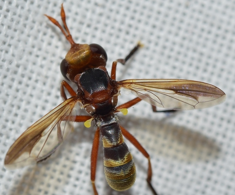 Conops elegans