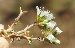 Arenaria vitoriana