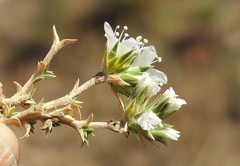 Arenaria vitoriana