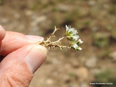Arenaria vitoriana