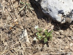 Arenaria vitoriana