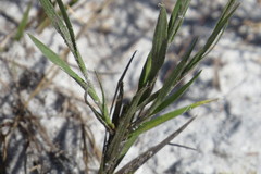 Pityopsis tracyi